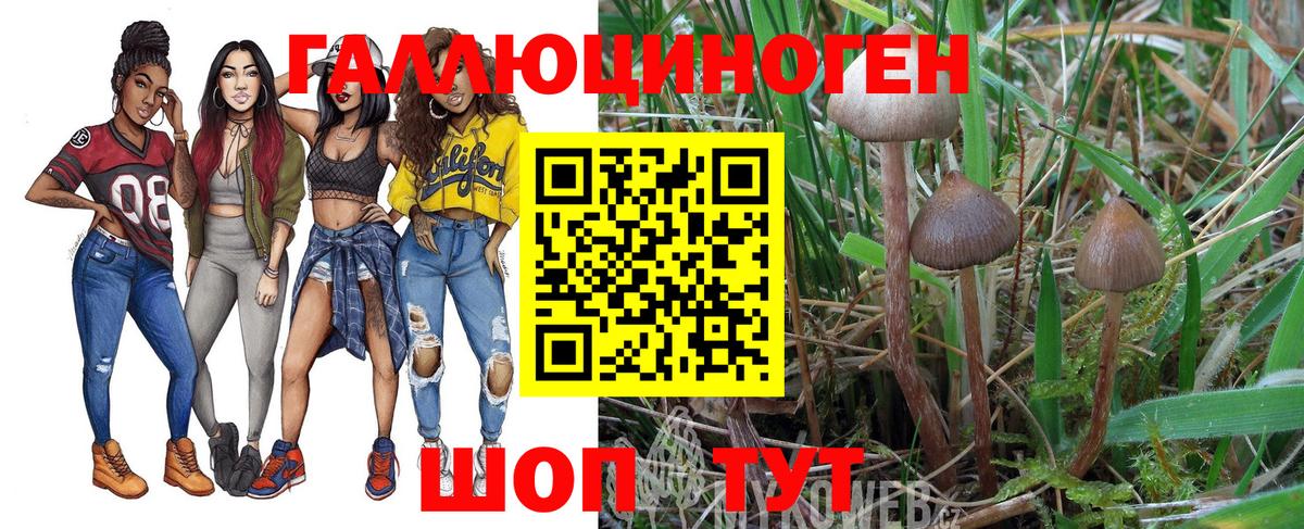 Псилоцибиновые грибы Psilocybe Шадринск